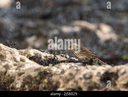 Ein Felspipit (Anthus petrosus), der zwischen den Felsen und Algen an der Sussex-Küste forstert. VEREINIGTES KÖNIGREICH Stockfoto