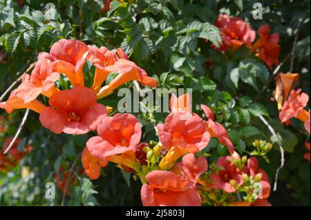 Campsis radicans (Trompetenrebe oder Trompetenrebse, auch in Nordamerika als Kuh-juckzernder Rebe oder Kolibri-Rebe bekannt). Trompetenblüten. Stockfoto