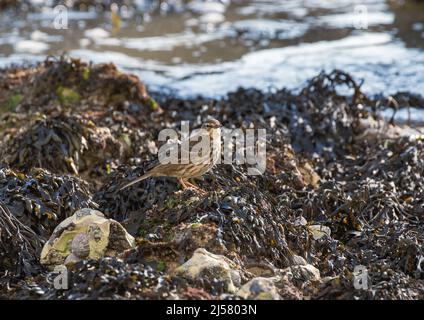 Ein Rock Pipit (Anthus petrosus), der zwischen Algen, Felsen und Pools an der Sussex-Küste thront. VEREINIGTES KÖNIGREICH Stockfoto