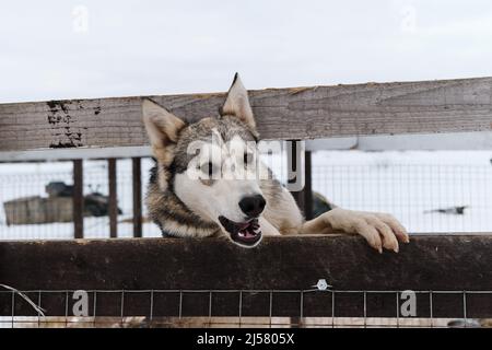 Alaskan Husky aus Zwinger der nördlichen Schlittenhunde steht in Voliere und setzt Pfoten auf Zaun. Netter Hund will aus dem Käfig raus und gehen. Mongrel in Regal Stockfoto