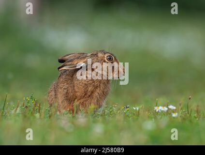 Ein brauner Hase mit großen, hellen Augen, der zwischen den Gänseblümchen und der Unkraut sitzt. Suffolk, Großbritannien Stockfoto