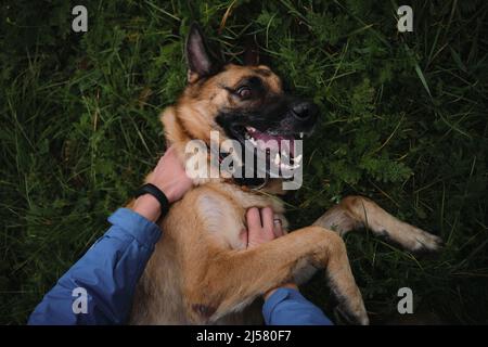 Nahaufnahme des glücklichen Gesichts des Tieres von oben. Schäferhund liegt im grünen Gras und lächelt, wenn Person sie berührt. Stockfoto