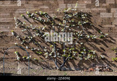 Ein Espalier blühender Apfelobstbaum, der auf einer alten Steinmauer wächst, Amisfield Walled Garden, East Lothian, Schottland, Großbritannien Stockfoto