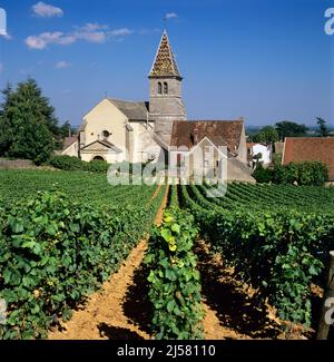 Weinberge unterhalb der Kirche im Dorf Fixin an der Grand Crus Route, Fixin, Cote d'Or, Burgund, Frankreich, Europa Stockfoto