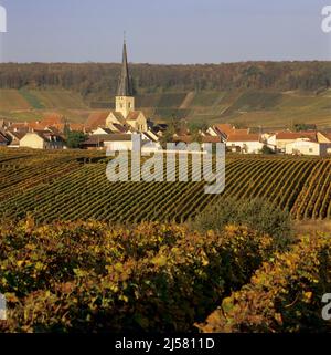 Weinberge im Herbst, Chamery, Champagne, Frankreich Stockfoto
