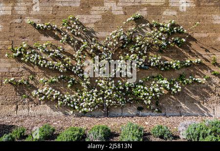 Ein Espalier blühender Apfelobstbaum, der auf einer alten Steinmauer wächst, Amisfield Walled Garden, East Lothian, Schottland, Großbritannien Stockfoto