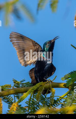 Ein männlicher purpurner Sonnenvögel (Cinnyris asiaticus) breitet im Brutgefieder die Flügel aus der Nähe aus. Stockfoto