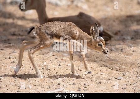 Nahaufnahme eines Babys aus dem arabischen Sandgazelle (Gazella marica), das in den Vereinigten Arabischen Emiraten (VAE) am Boden entlang läuft. Stockfoto