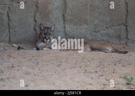 Ein Cougar (Puma concolor) oder Berglöwe oder puma, der entlang der Felsen im Sand schläft. Stockfoto