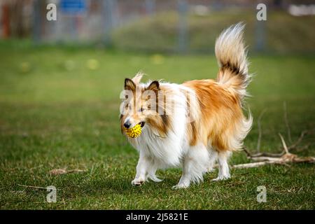 Spielerisch glücklich Haustier Hund Welpen Sheltie läuft im Gras und spielt mit einem Ball Stockfoto