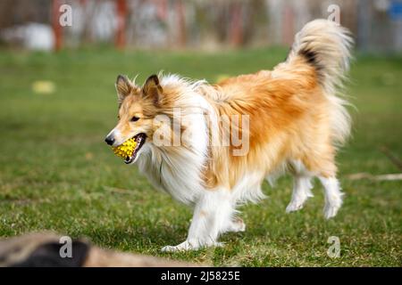 Spielerisch glücklich Haustier Hund Welpen Sheltie läuft im Gras und spielt mit einem Ball Stockfoto