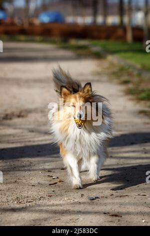 Spielerisch glücklich Haustier Hund Welpen Sheltie läuft und spielt mit einem Ball Stockfoto