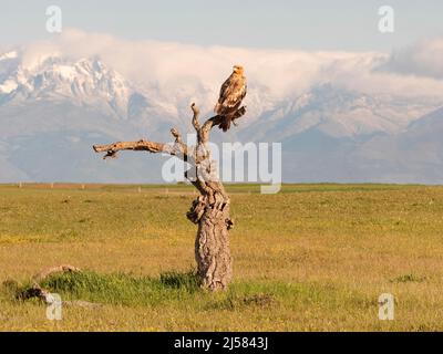 Kaiseradler (Aquila adalberti) Jungvogel auf der Sitzwarte sichert umher schauend im Hintergrund das Gebirge Sierra de Gredos, Extremadura, Spanien Stockfoto