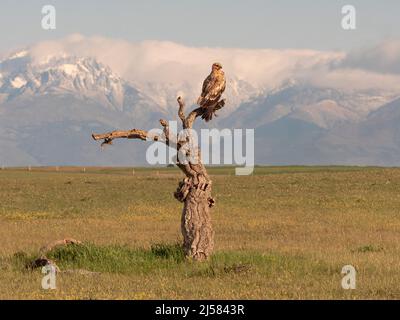 Kaiseradler (Aquila adalberti) Jungvogel auf der Sitzwarte sichert umher schauend im Hintergrund das Gebirge Sierra de Gredos, Extremadura, Spanien Stockfoto