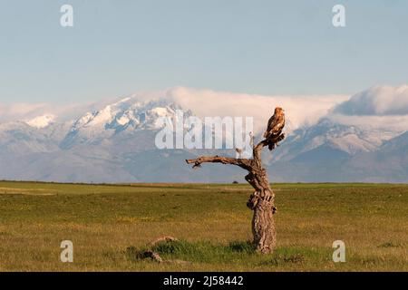 Kaiseradler (Aquila adalberti) Jungvogel auf der Sitzwarte sichert umher schauend im Hintergrund das Gebirge Sierra de Gredos, Extremadura, Spanien Stockfoto