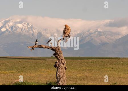 Kaiseradler (Aquila adalberti) Jungvogel auf der Sitzwarte mit Elstern (Pica pica), im Hintergrund das Gebirge Sierra de Gredos, Extremadura, Spanien Stockfoto