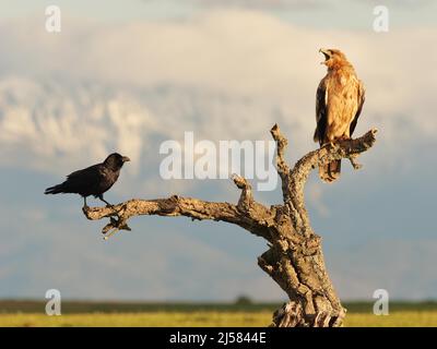 Kaiseradler (Aquila adalberti) Jungvogel auf der Sitzwarte mit Kolkrabe (Corvus corax), im Hintergrund das Gebirge Sierra de Gredos, Extremadura Stockfoto