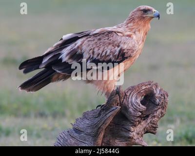 Kaiseradler (Aquila adalberti) Jungvogel auf der Sitzwarte sichert umher schauend, Extremadura, Spanien Stockfoto