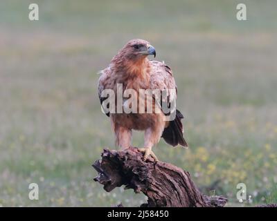 Kaiseradler (Aquila adalberti) Jungvogel auf der Sitzwarte sicherer umschauend, Extremadura, Spanien Stockfoto