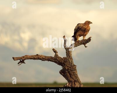 Kaiseradler (Aquila adalberti) Jungvogel auf der Sitzwarte sichert umher schauend im Hintergrund das Gebirge Sierra de Gredos, Extremadura, Spanien Stockfoto