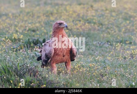 Kaiseradler (Aquila adalberti) Jungvogel sucht auf der blauen Wiese nach Fallwild, Extremadura, Spanien Stockfoto