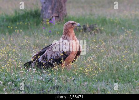 Kaiseradler (Aquila adalberti) Jungvogel sucht auf der blauen Wiese nach Fallwild, Extremadura, Spanien Stockfoto