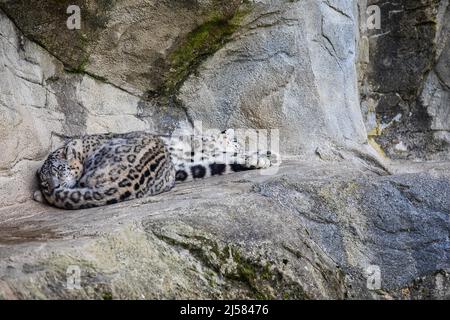 Schneeleoparden (Panthera uncia) paarweise an einem Felsvorsprung, bedrohte Arten in Gefangenschaft, Vorkommen Asien, Zoo Zürich, Schweiz Stockfoto