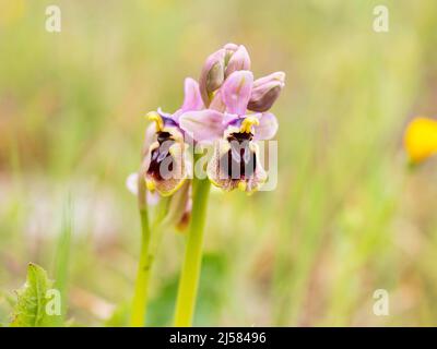 Spinnenragwurz (Ophrys aranifera) im Blauenstand, Extremadura Spanien Stockfoto