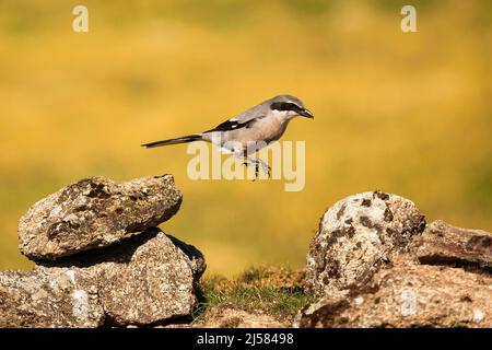 Raubwürger (Lanius excubitor) im Felsgestein auf Nahungssuche, Extremadura, Spanien Stockfoto