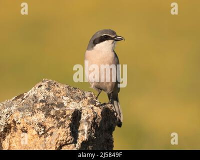 Raubwürger (Lanius excubitor) im Felsgestein auf Nahungssuche, Extremadura, Spanien Stockfoto