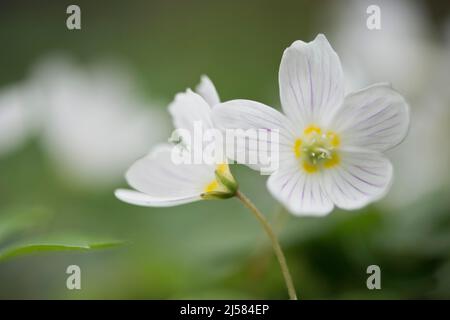 Waldsauerklee (Oxalis acetosella), Emsland, Niedersachsen, Deutschland Stockfoto