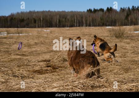 Reinrassige Hunde haben Spaß zusammen. Rückansicht. Zwei Shepherd deutsche und australische beste Freunde laufen im Feld mit trockenem Gras an klaren sonnigen Tag und Stockfoto