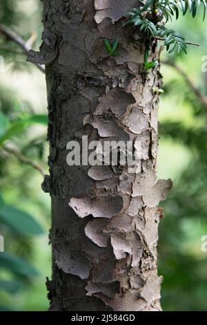 Europäische Eibe (Taxus baccata), Detailaufnahme Rinde, Deutschland Stockfoto