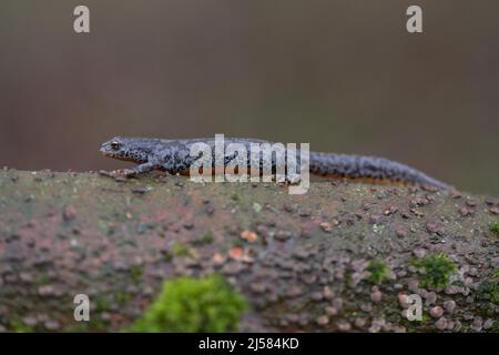 Bergmolch (Ichthyosaura alpestris), Weibchen laeuft auf Toholz, Velbert, Deutschland Stockfoto