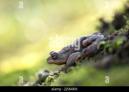 Erdkroete (Bufo bufo), laeuft moosige Böschung zum Laichgeweesser herunter, Velbert, Deutschland Stockfoto