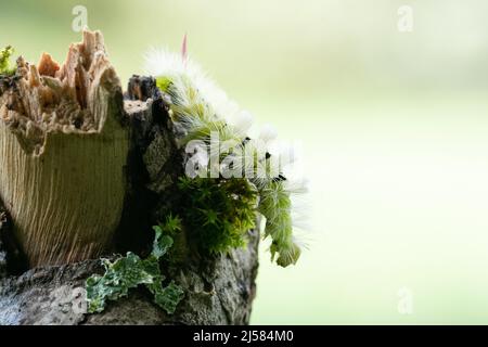 Buchen-Streckfuss (Calliteara pudibunda), Raupe krabbelt auf Ast, Velbert, Deutschland Stockfoto