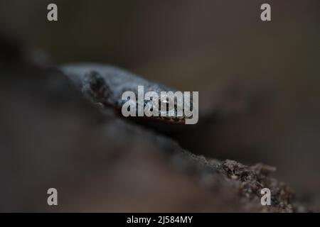 Bergmolch (Ichthyosaura alpestris), Weibchen wandert, Velbert, Deutschland Stockfoto
