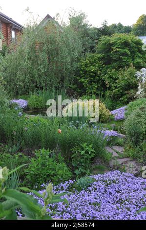 Hellblaues Moosphlox (Phlox subulata) Smaragdkissen Blauer und östlicher bluestar (Amsonia tabernaemontana) blühen im Mai in einem Garten Stockfoto