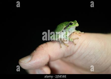 Europäischer Laubfrosch (Hyla arborea), sitzt auf Hand bei Nacht, Velbert, Nordrhein-Westfalen, Deutschland Stockfoto