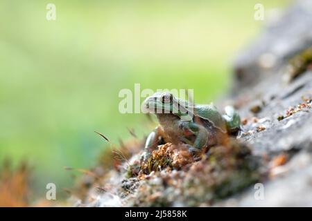 Europäischer Laubfrosch (Hyla arborea), sitzt auf Stein mit Moos und wäert sich in der Sonne, Velbert, Nordrhein-Westfalen, Deutschland Stockfoto