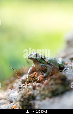 Europäischer Laubfrosch (Hyla arborea), sitzt auf Stein mit Moos und wäert sich in der Sonne, Velbert, Nordrhein-Westfalen, Deutschland Stockfoto