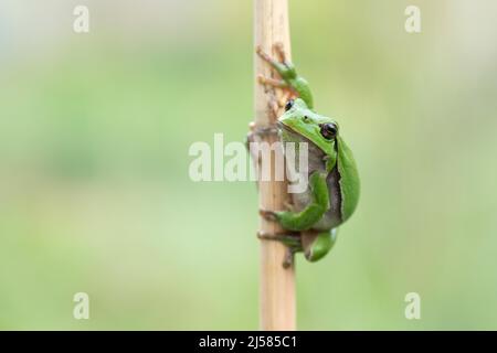 Europäischer Laubfrosch (Hyla arborea), sitzt auf Schilfhalm, Velbert, Nordrhein-Westfalen, Deutschland Stockfoto