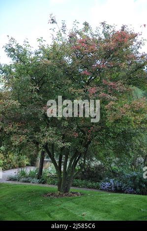 Die Waldbeere (Amelanchier lamarckii) beginnt im September eine helle Herbstfärbung zu bekommen Stockfoto