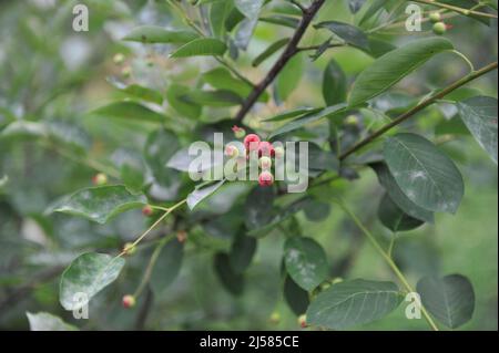 Mehltau auf einem Laub der Wacholderbeere (Amelanchier lamarckii) im Juni Stockfoto