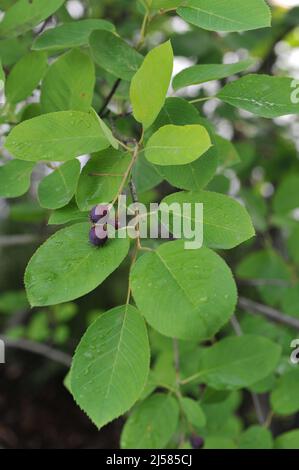 Im Juli trägt die Waldbeere (Amelanchier lamarckii) dunkelviolette Früchte Stockfoto