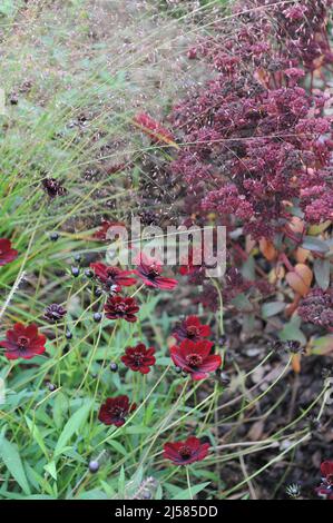 Der Schokoladenkosmos (Cosmos atrosanguineus) blüht im Oktober in einem Garten Stockfoto