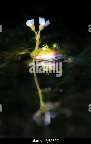 Kleiner Wasserfrosch (Pelophylax lessonae), schwimmt im warmen Licht der Abendsonne neben einer Wasserpflanze, Niedersachsen, Deutschland Stockfoto