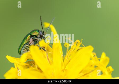 Gruenblaue Fallkaefer (Cryptocephalus sericeus), krabbelt ueber Bluete und frisst, Allgäu, Bayern Stockfoto