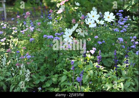 Weiße cosmea (Cosmos bipinnatus), Salbei (Salvia farinacea) und blaues Ageratum blühen im Juli in einem Garten Stockfoto