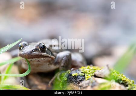 Springfrosch (Rana dalmatina), sitzt auf Totholz mi Moos am Waldboden, Rhein-Erft-Kreis, Nordrhein-Westfalen, Deutschland Stockfoto